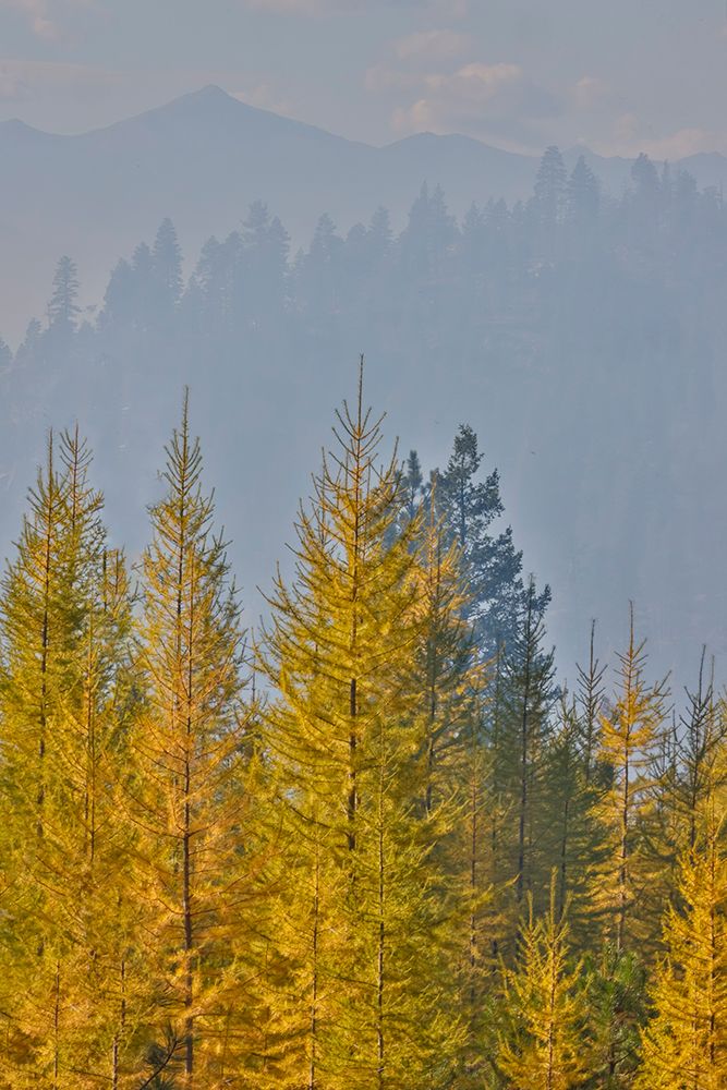 USA, Washington. Larch trees in autumn color Loup Loup State Forest, smoke from controlled burn art print by Darrell Gulin for $57.95 CAD