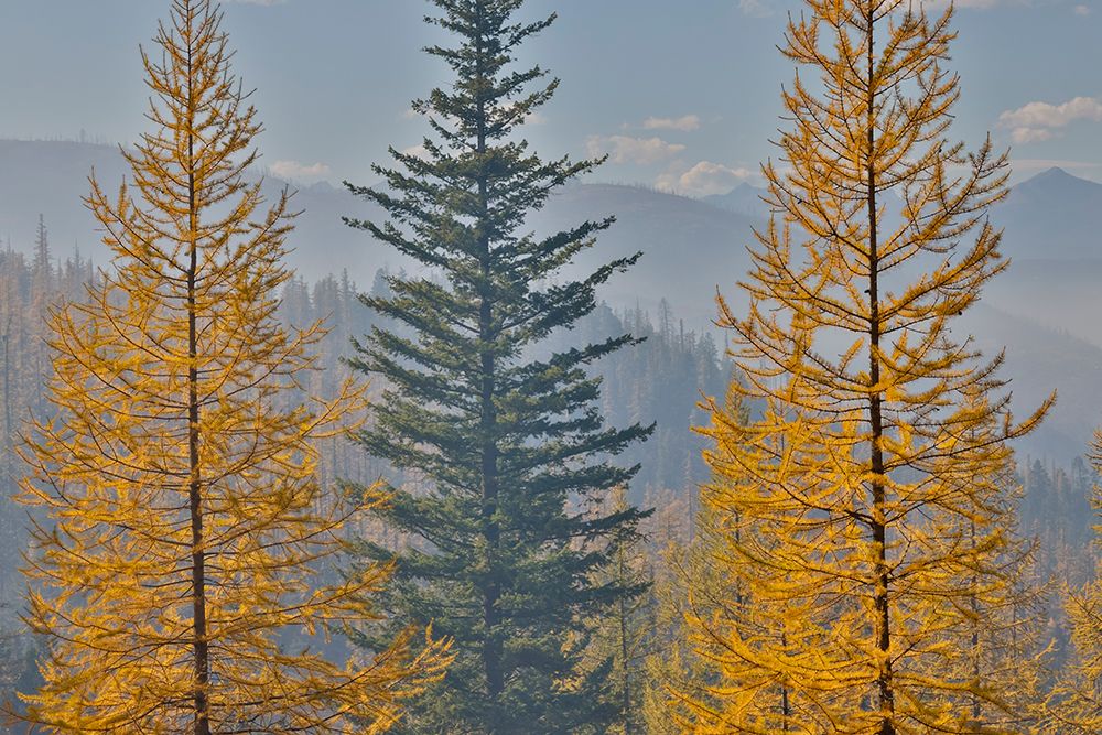 USA, Washington. Larch trees in autumn color Loup Loup State Forest, smoke from controlled burn art print by Darrell Gulin for $57.95 CAD
