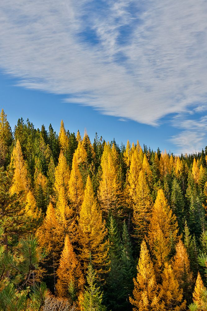 USA, Washington State, Cle Elum. Fall color amongst the golden larch trees. art print by Darrell Gulin for $57.95 CAD