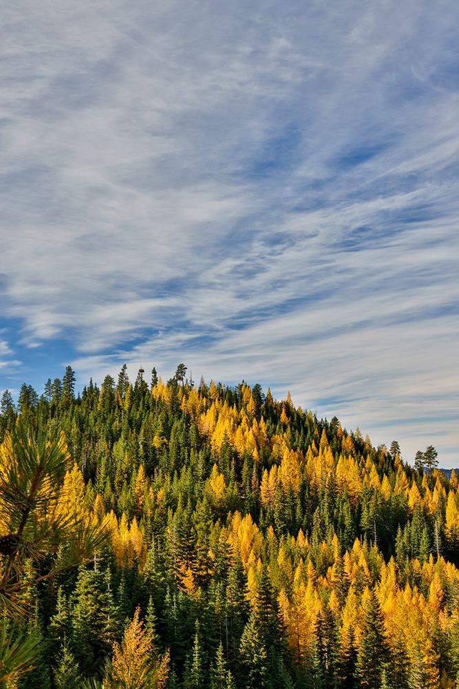 USA, Washington State, Cle Elum. Fall color amongst the golden larch trees. art print by Darrell Gulin for $57.95 CAD