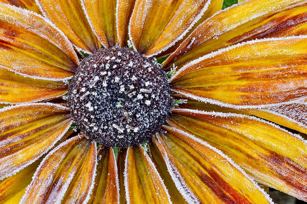 USA, Washington State, Sammamish. Zinnia with Autumn frost. art print by Darrell Gulin for $57.95 CAD