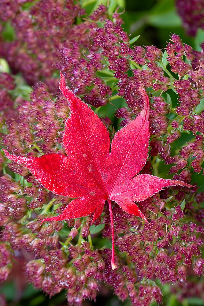 USA, Washington, Sammamish. Autumn colors on Japanese maple leaf on Autumn Joy flowers art print by Darrell Gulin for $57.95 CAD