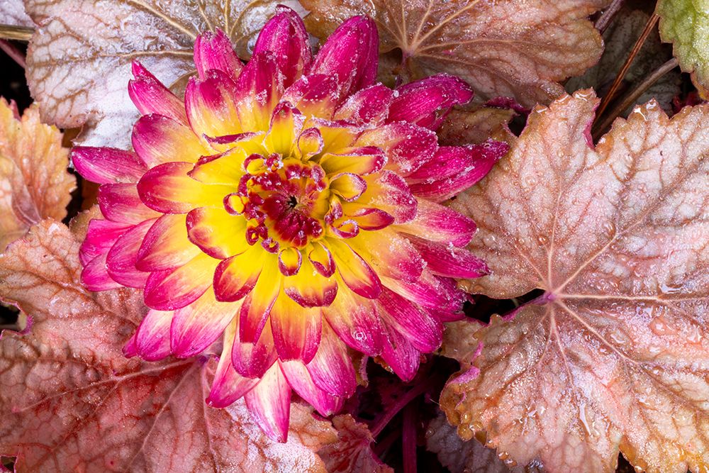USA, Washington State, Sammamish. Frosted dahlia. art print by Darrell Gulin for $57.95 CAD