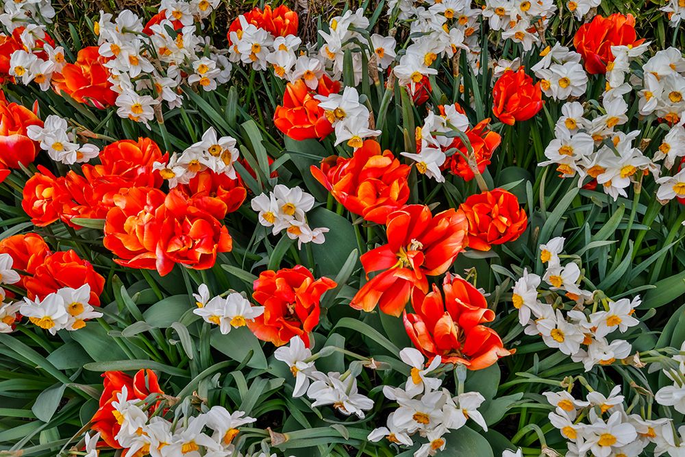 USA, Washington State, Skagit Valley. Red, Orange tulips and Narcissus art print by Darrell Gulin for $57.95 CAD