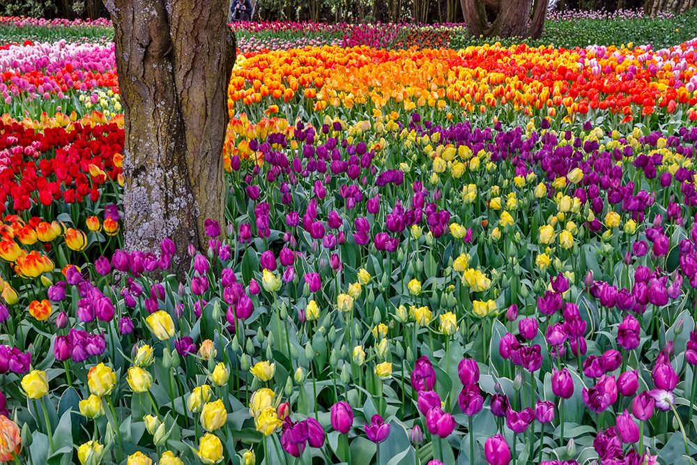 USA, Washington State. Skagit Valley, tulips blooming in garden art print by Darrell Gulin for $57.95 CAD