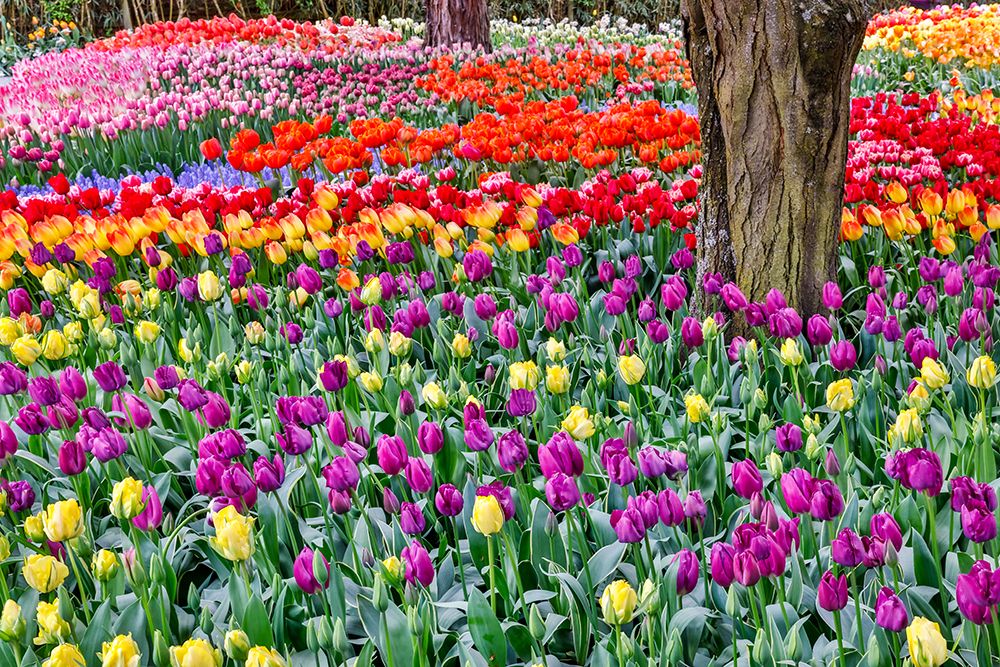 USA, Washington State. Skagit Valley, tulips blooming in garden art print by Darrell Gulin for $57.95 CAD