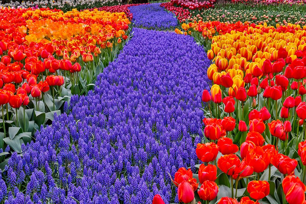 USA, Washington State, Skagit Valley. Garden display with tulips and grape hyacinth art print by Darrell Gulin for $57.95 CAD