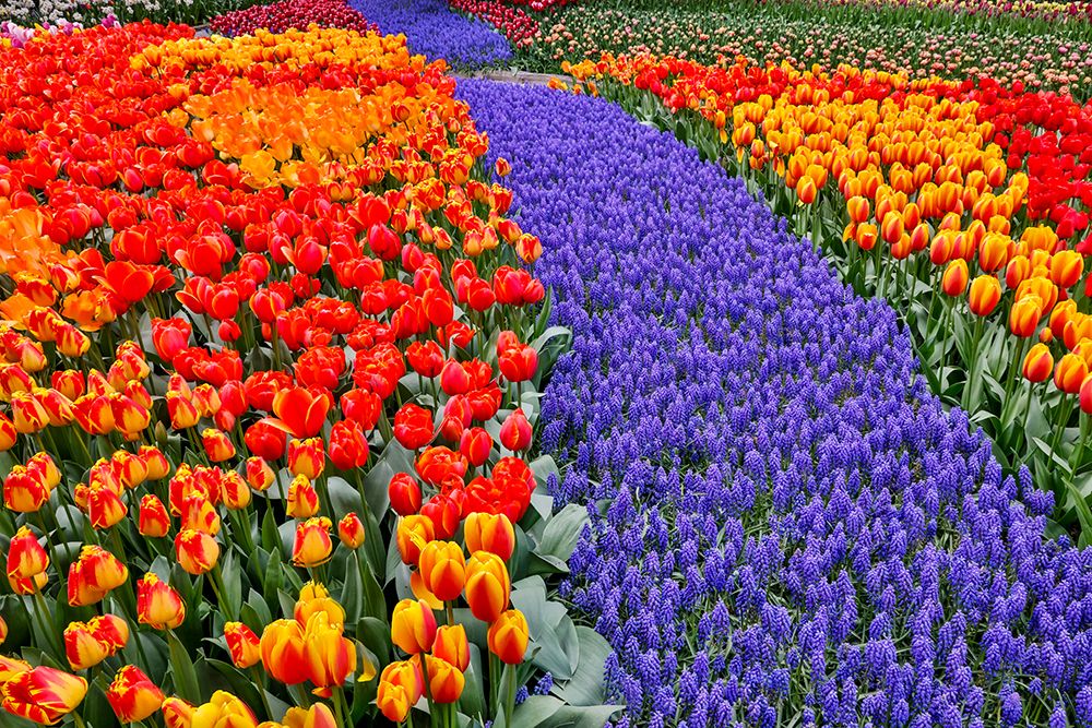 USA, Washington State, Skagit Valley. Garden display with tulips and grape hyacinth art print by Darrell Gulin for $57.95 CAD