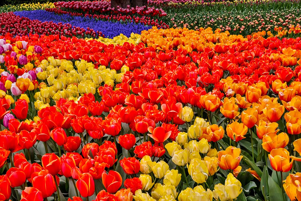 USA, Washington State. Skagit Valley, tulips blooming in garden art print by Darrell Gulin for $57.95 CAD