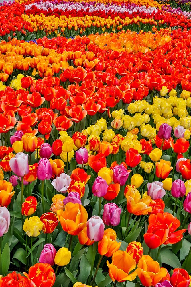 USA, Washington State. Skagit Valley, tulips blooming in garden art print by Darrell Gulin for $57.95 CAD