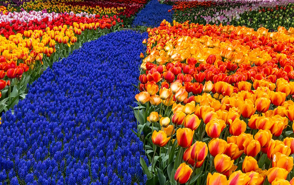USA, Washington State, Skagit Valley. Garden display with tulips and grape hyacinth art print by Darrell Gulin for $57.95 CAD