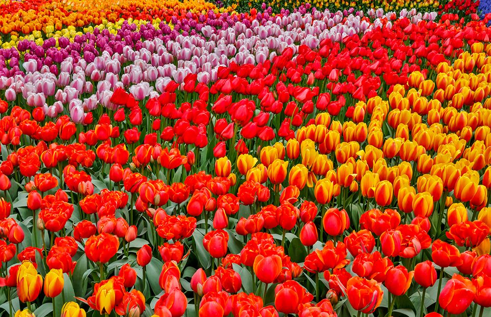 USA, Washington State. Skagit Valley, tulips blooming in garden art print by Darrell Gulin for $57.95 CAD