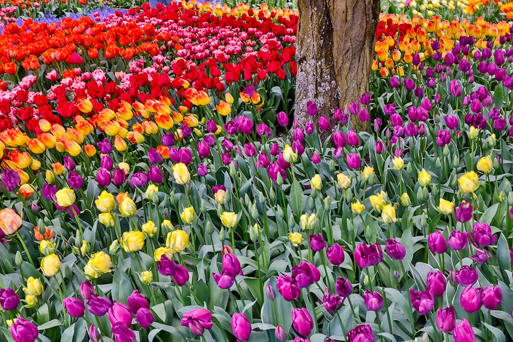 USA, Washington State. Skagit Valley, tulips blooming in garden art print by Darrell Gulin for $57.95 CAD