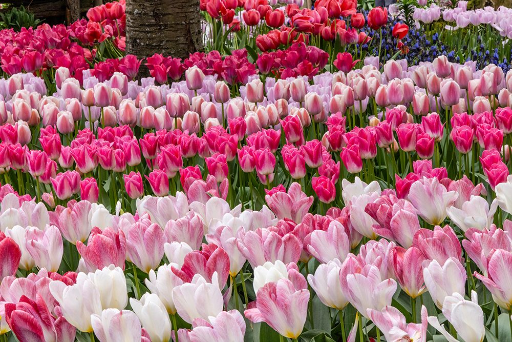 USA, Washington State. Skagit Valley, tulips blooming in garden art print by Darrell Gulin for $57.95 CAD