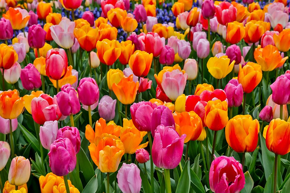 USA, Washington State. Skagit Valley, tulips blooming in garden art print by Darrell Gulin for $57.95 CAD