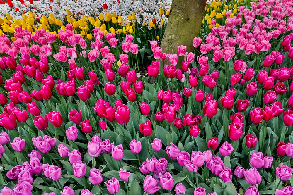 USA, Washington State. Skagit Valley, tulips blooming in garden art print by Darrell Gulin for $57.95 CAD