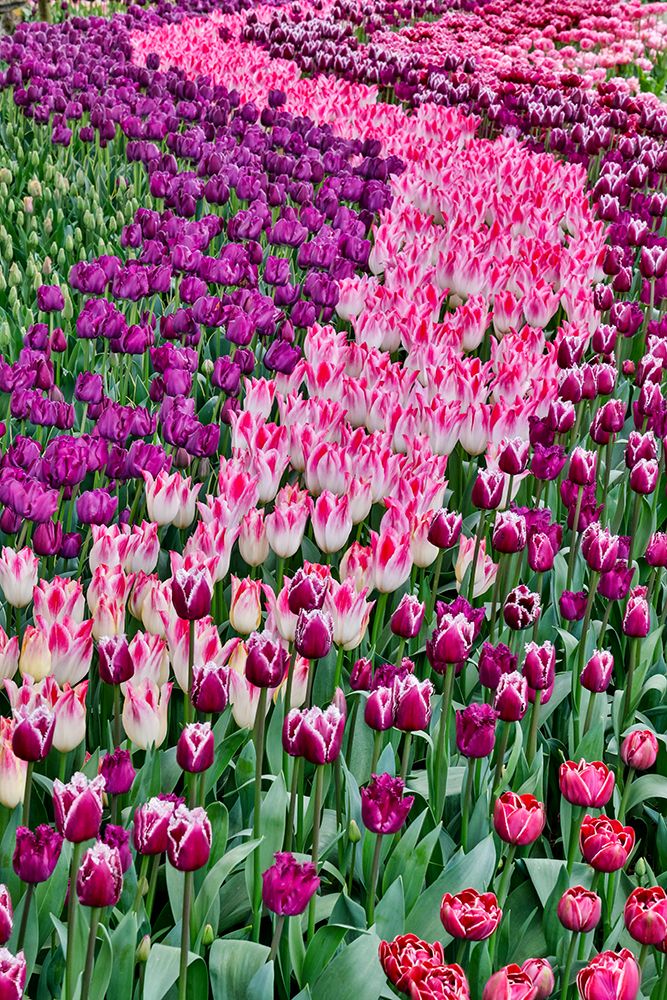 USA, Washington State. Skagit Valley, tulips blooming in garden art print by Darrell Gulin for $57.95 CAD