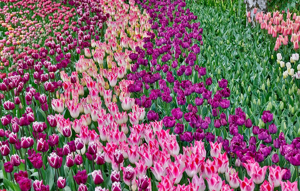 USA, Washington State. Skagit Valley, tulips blooming in garden art print by Darrell Gulin for $57.95 CAD