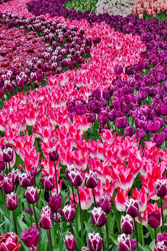 USA, Washington State. Skagit Valley, tulips blooming in garden art print by Darrell Gulin for $57.95 CAD