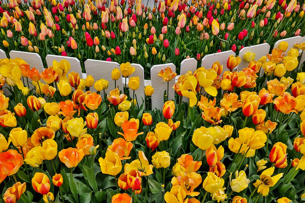 USA, Washington State. Skagit Valley, tulips blooming in garden art print by Darrell Gulin for $57.95 CAD