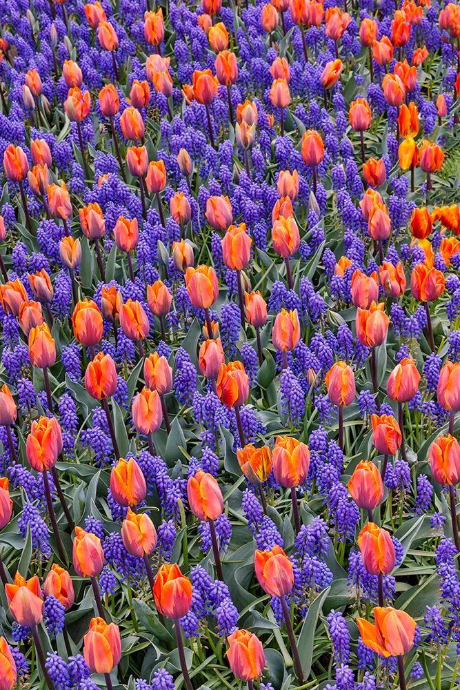 USA, Washington State, Skagit Valley. Garden display with tulips and grape hyacinth art print by Darrell Gulin for $57.95 CAD