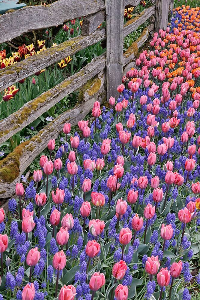 USA, Washington State, Skagit Valley. Garden display with tulips and grape hyacinth art print by Darrell Gulin for $57.95 CAD