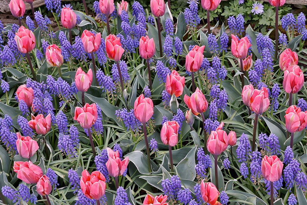 USA, Washington State, Skagit Valley. Garden display with tulips and grape hyacinth art print by Darrell Gulin for $57.95 CAD