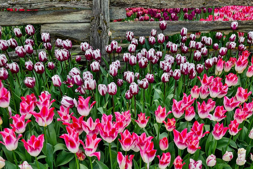 USA, Washington State. Skagit Valley, tulips blooming in garden art print by Darrell Gulin for $57.95 CAD