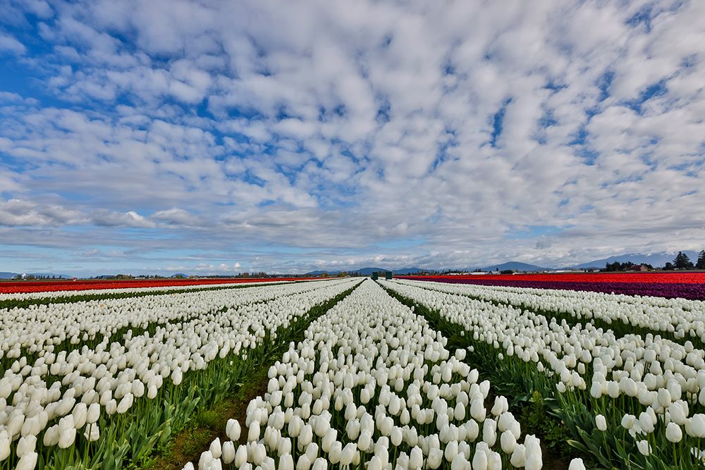 USA, Washington State. Skagit Valley, tulips grown in field art print by Darrell Gulin for $57.95 CAD