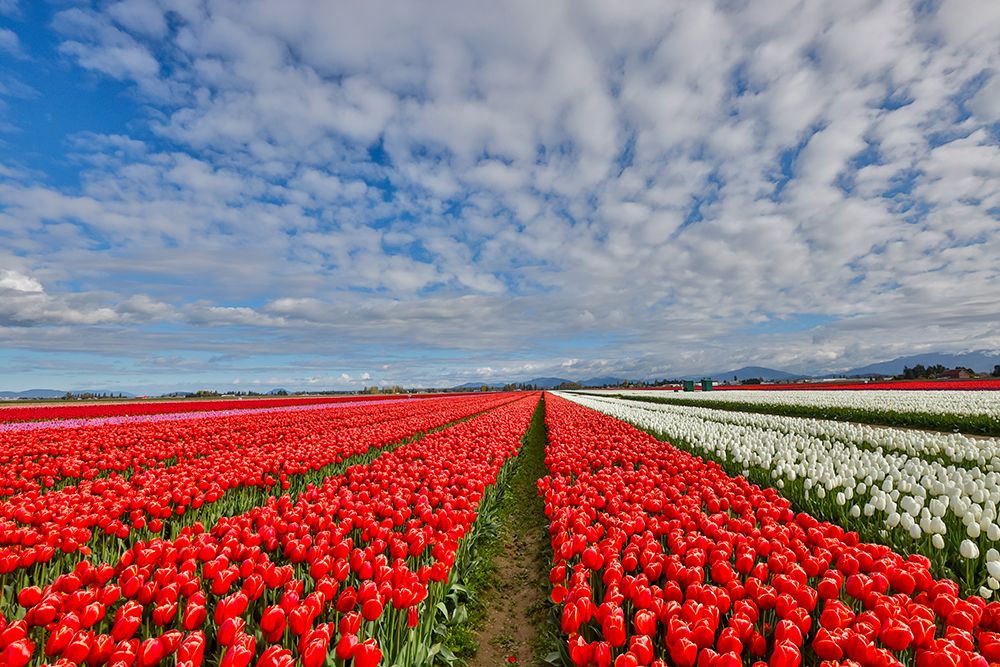 USA, Washington State. Skagit Valley, tulips grown in field art print by Darrell Gulin for $57.95 CAD