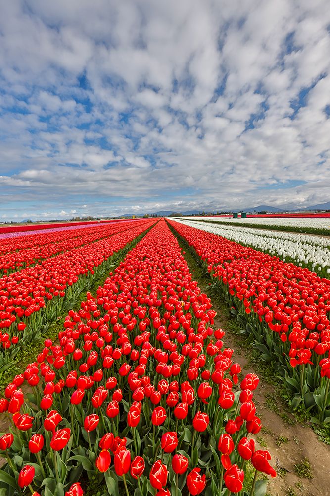 USA, Washington State. Skagit Valley, tulips grown in field art print by Darrell Gulin for $57.95 CAD