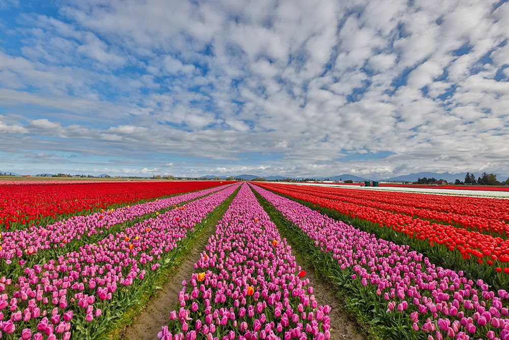 USA, Washington State. Skagit Valley, tulips grown in field art print by Darrell Gulin for $57.95 CAD
