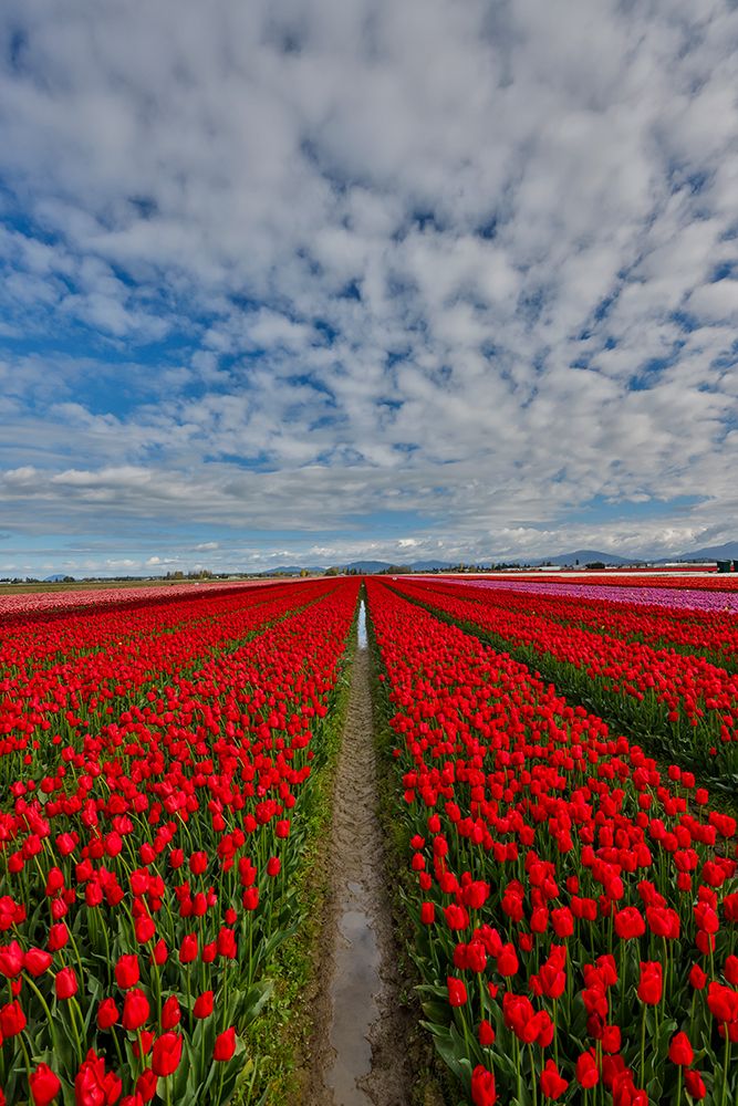 USA, Washington State. Skagit Valley, tulips grown in field art print by Darrell Gulin for $57.95 CAD