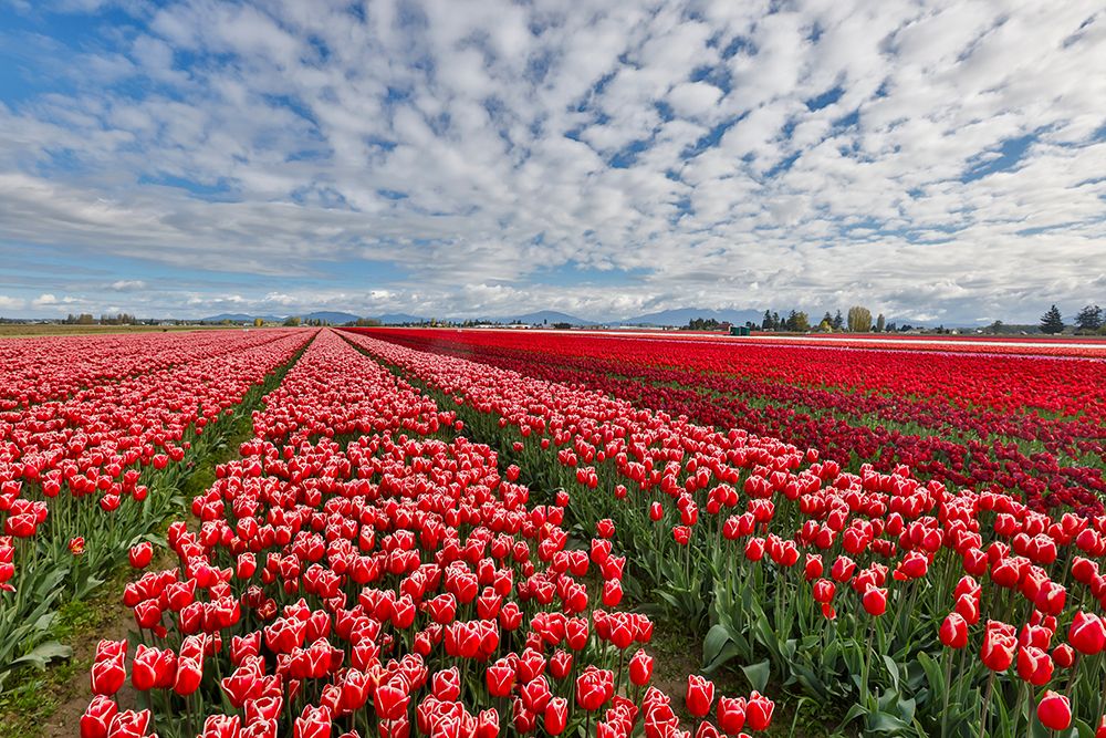 USA, Washington State. Skagit Valley, tulips grown in field art print by Darrell Gulin for $57.95 CAD