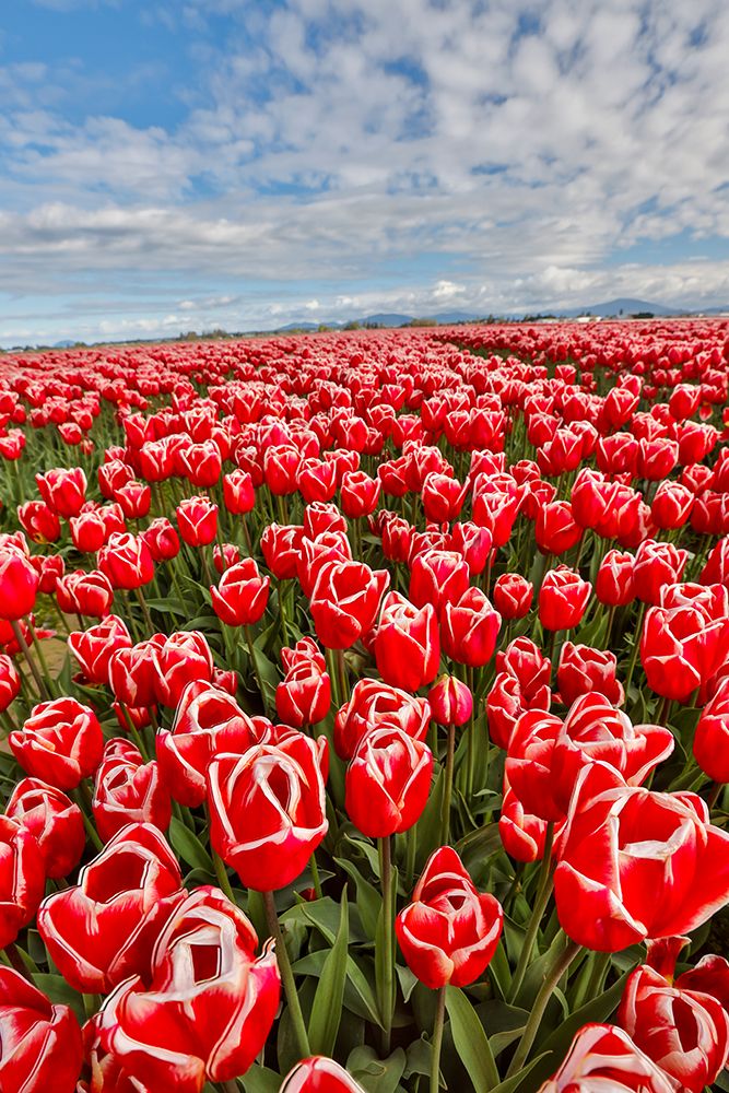 USA, Washington State. Skagit Valley, tulips grown in field art print by Darrell Gulin for $57.95 CAD