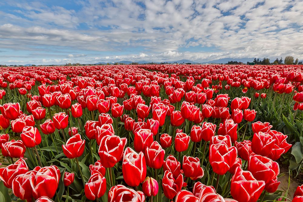 USA, Washington State. Skagit Valley, tulips grown in field art print by Darrell Gulin for $57.95 CAD