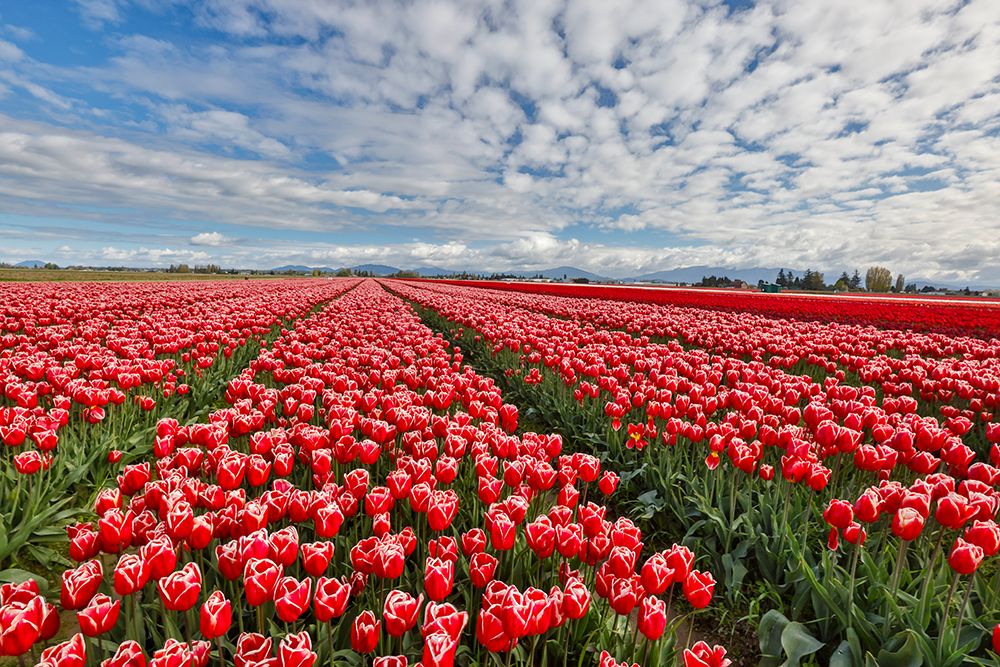 USA, Washington State. Skagit Valley, tulips grown in field art print by Darrell Gulin for $57.95 CAD