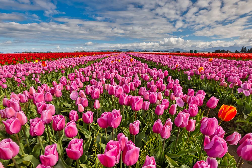 USA, Washington State. Skagit Valley, tulips grown in field art print by Darrell Gulin for $57.95 CAD