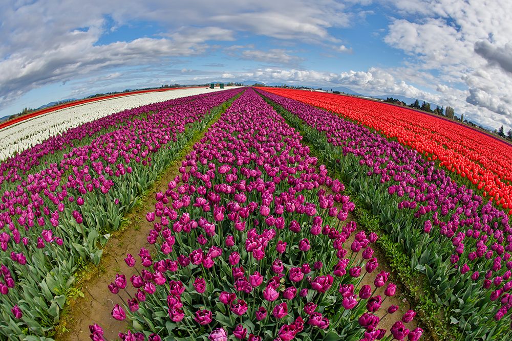 USA, Washington State. Skagit Valley, tulips grown in field art print by Darrell Gulin for $57.95 CAD