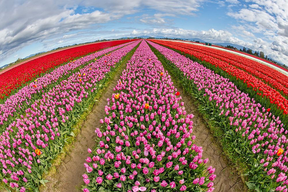 USA, Washington State. Skagit Valley, tulips grown in field art print by Darrell Gulin for $57.95 CAD