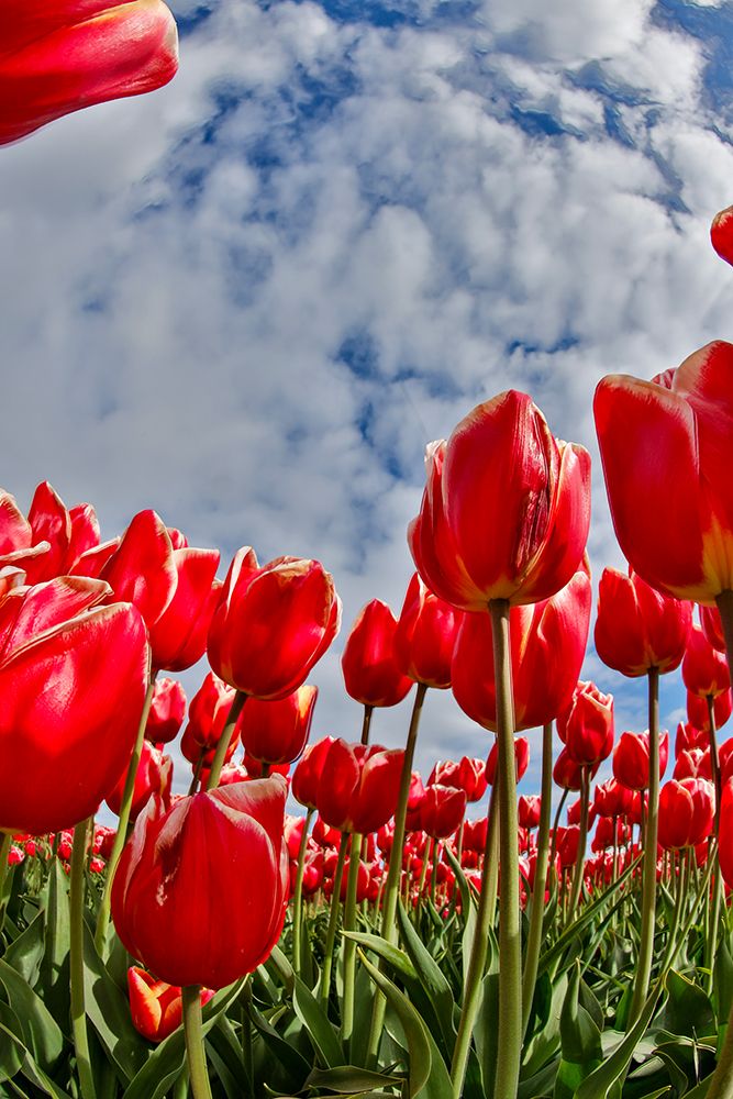 USA, Washington State. Skagit Valley, tulips grown in field art print by Darrell Gulin for $57.95 CAD