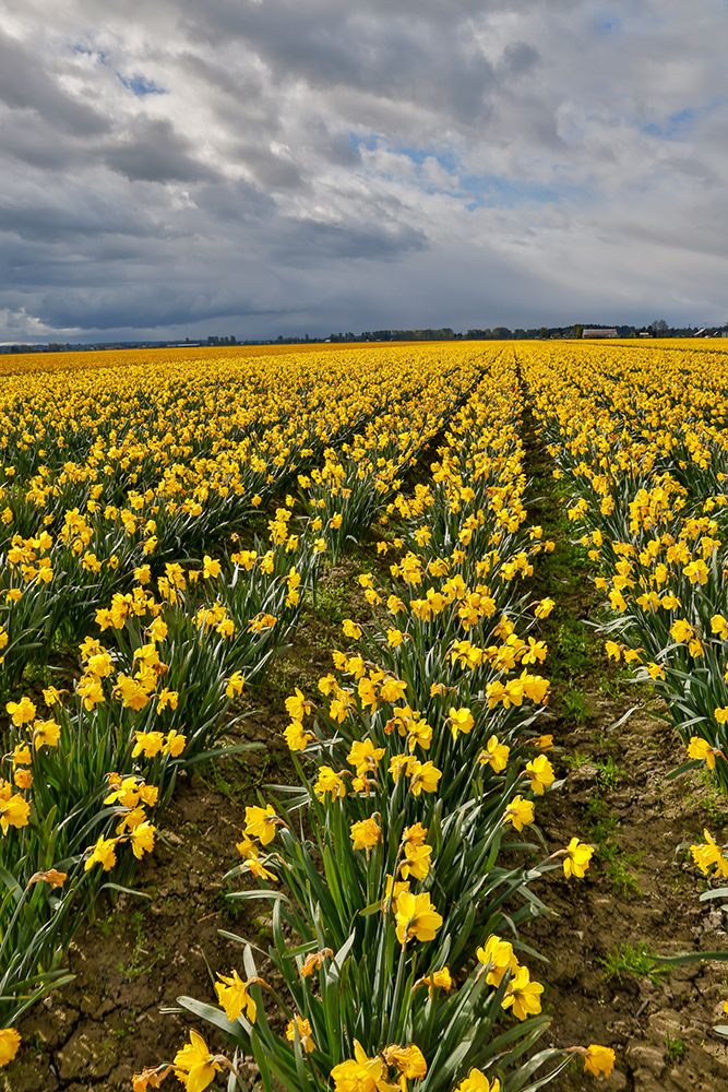 USA, Washington State, Skagit Valley. Yellow Daffodils growing in field art print by Darrell Gulin for $57.95 CAD