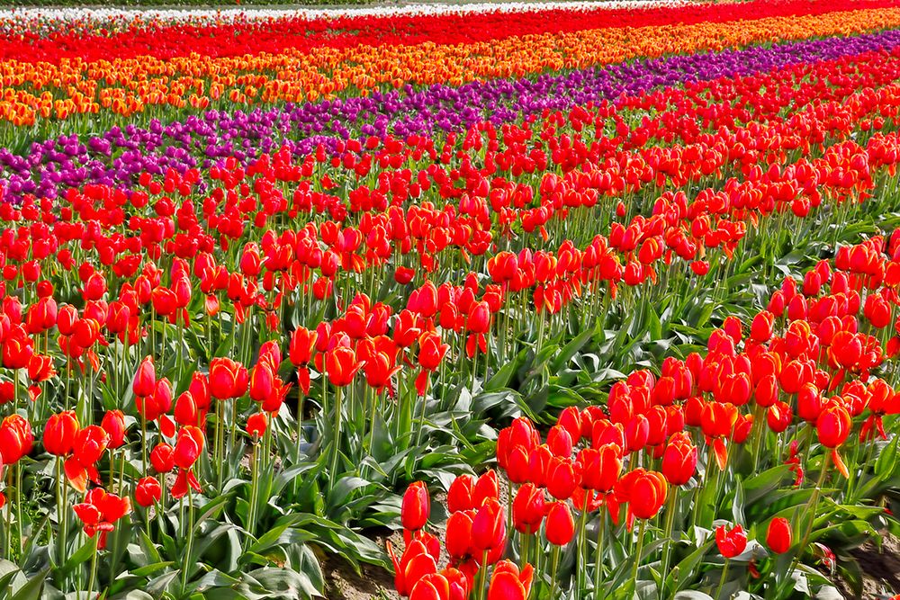 USA, Washington State. Skagit Valley, tulips grown in field art print by Darrell Gulin for $57.95 CAD