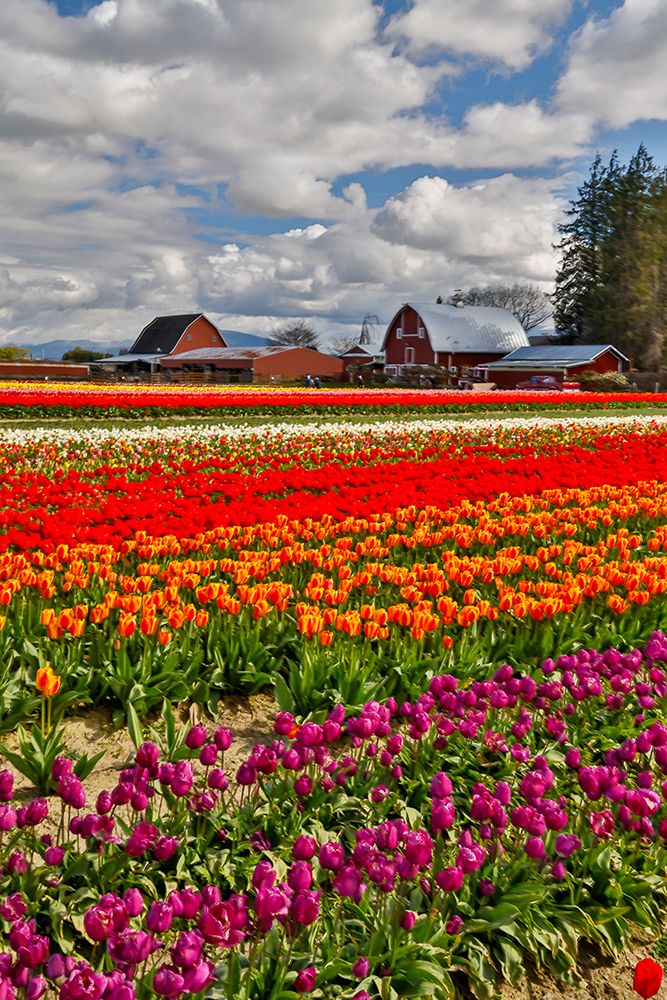 USA, Washington State, Skagit Valley. Red barn and tulips grown in field art print by Darrell Gulin for $57.95 CAD