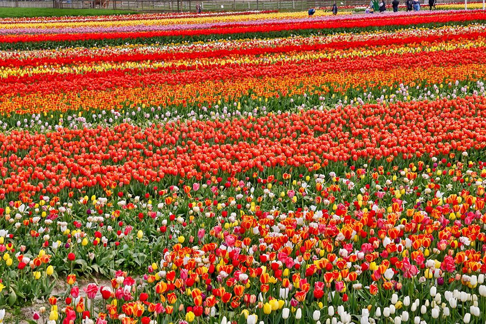 USA, Washington State. Skagit Valley, tulips grown in field art print by Darrell Gulin for $57.95 CAD