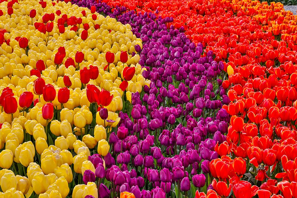 USA, Washington State. Skagit Valley, tulips blooming in garden art print by Darrell Gulin for $57.95 CAD
