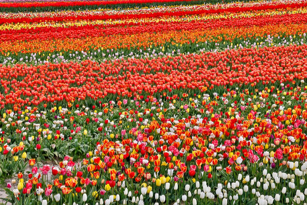 USA, Washington State. Skagit Valley, tulips grown in field art print by Darrell Gulin for $57.95 CAD