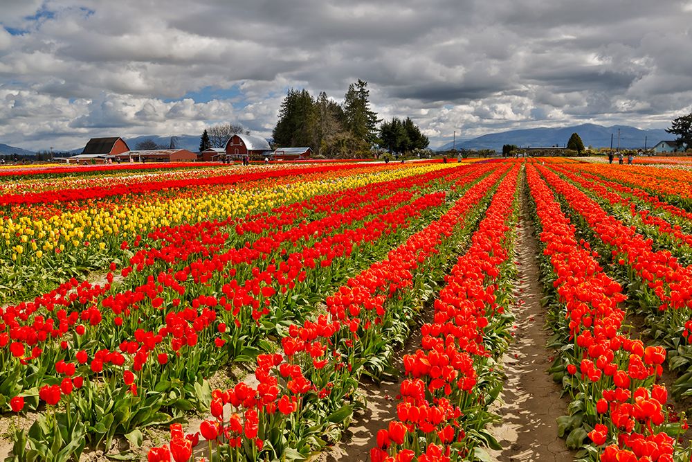 USA, Washington State, Skagit Valley. Red barn and tulips grown in field art print by Darrell Gulin for $57.95 CAD