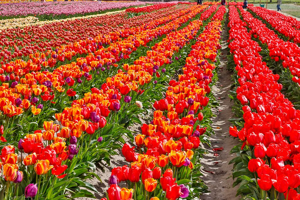 USA, Washington State. Skagit Valley, tulips grown in field art print by Darrell Gulin for $57.95 CAD
