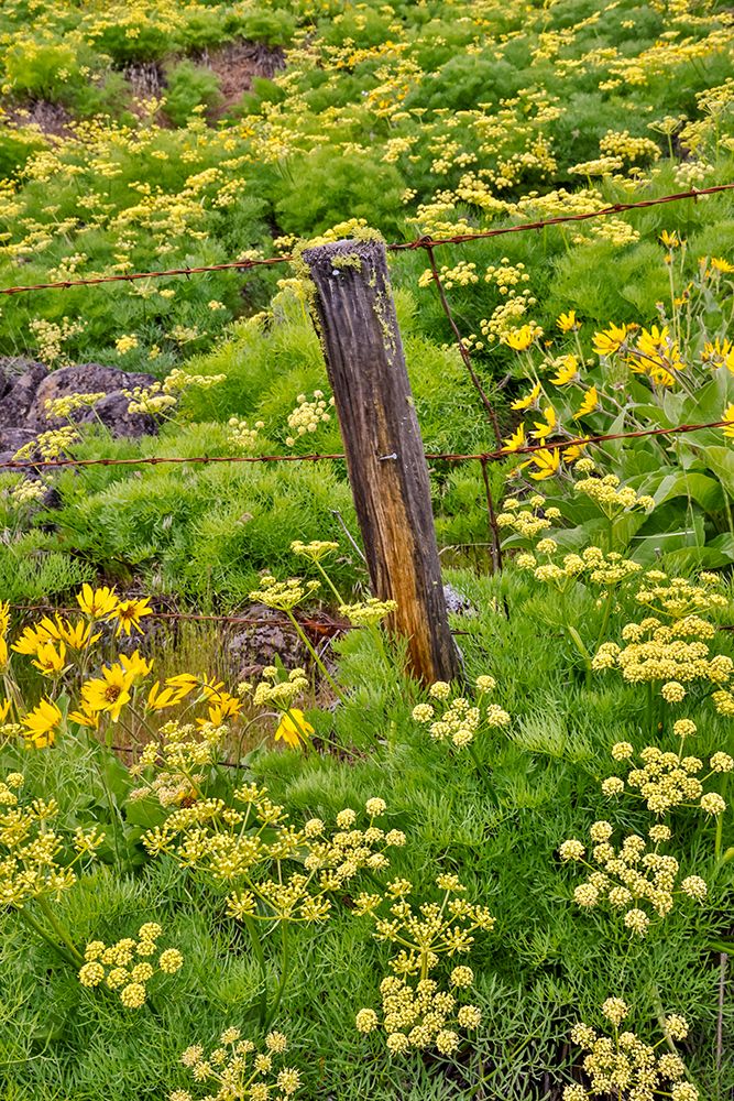 USA, Washington State, Klickitat. Fence in amongst sweet fennel. art print by Darrell Gulin for $57.95 CAD